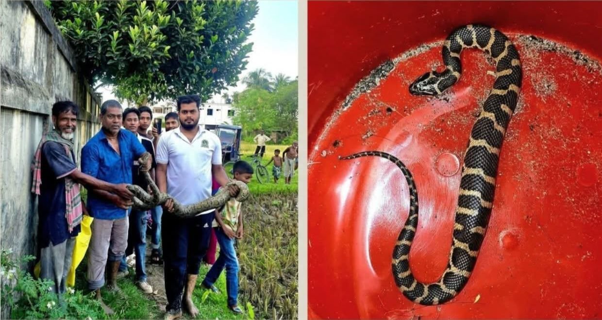 শ্রীমঙ্গলে বিরল প্রজাতির সাপের দেখা মিললো