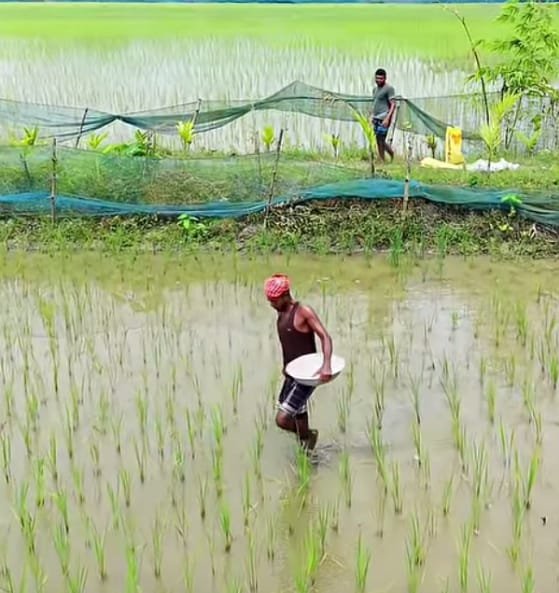 ‎ইউরিয়া, টিএসপি সংকটে কয়রার কৃষক; আমন আবাদে হুমকি