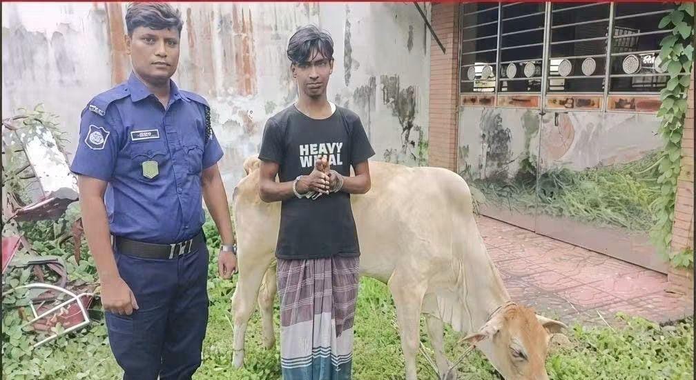 নওগাঁ সদর থানার অভিযানে গ্রাম পুলিশের সহায়তায়  গরু চোর গ্রেফতার এবং গরু উদ্ধার