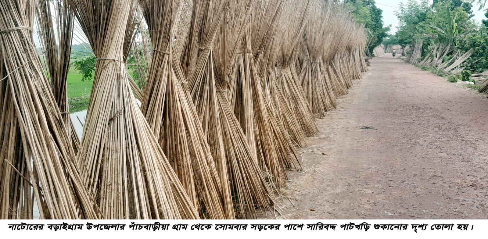 পাটখড়ি বড়াইগ্রামে কৃষকের কাছে গুরুত্বপূর্ণ কৃষি পণ্য হয়ে উঠেছে