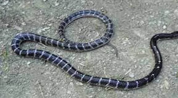 রাজশাহী বিশ্ববিদ্যালয়ের (রাবি) শহীদ শামসুজ্জোহা হলের এক আবাসিক শিক্ষার্থীকে ঘুমন্ত অবস্থায় বিষধর কালাচ সাপ কামড় দেওয়ার ঘটনা ঘটেছে।